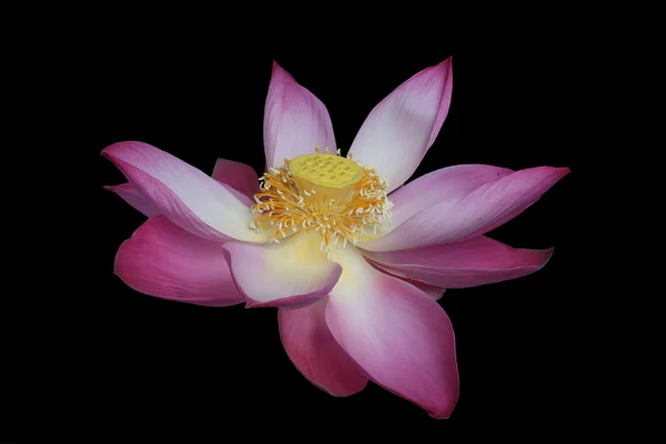 Beautiful Majectic Lotus Flower Isolated on Black Background