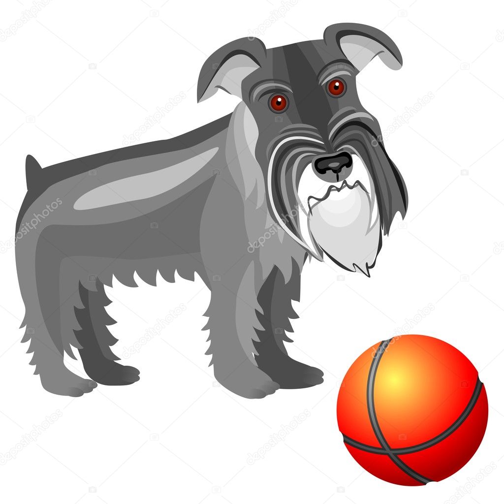  - depositphotos_4714000-Vector-Miniature-Schnauzer-dog