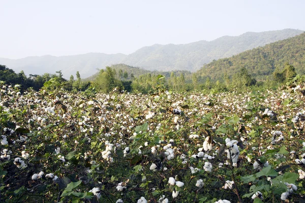 Cotton in farm