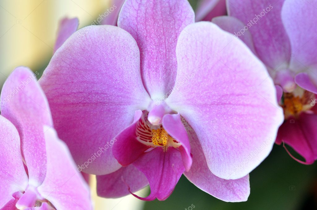 Purple Phalaenopsis