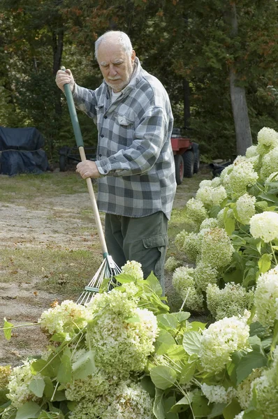 Senior man raking the grass