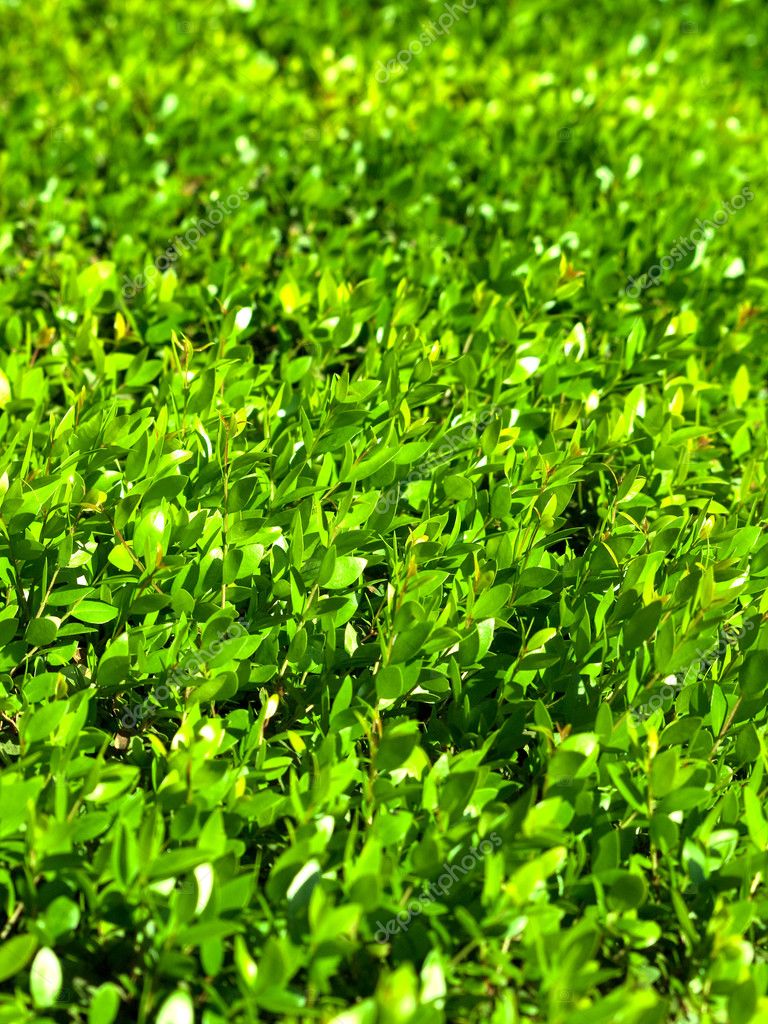 Cut bush textures close up — Stock Photo © anakondasp 4572620