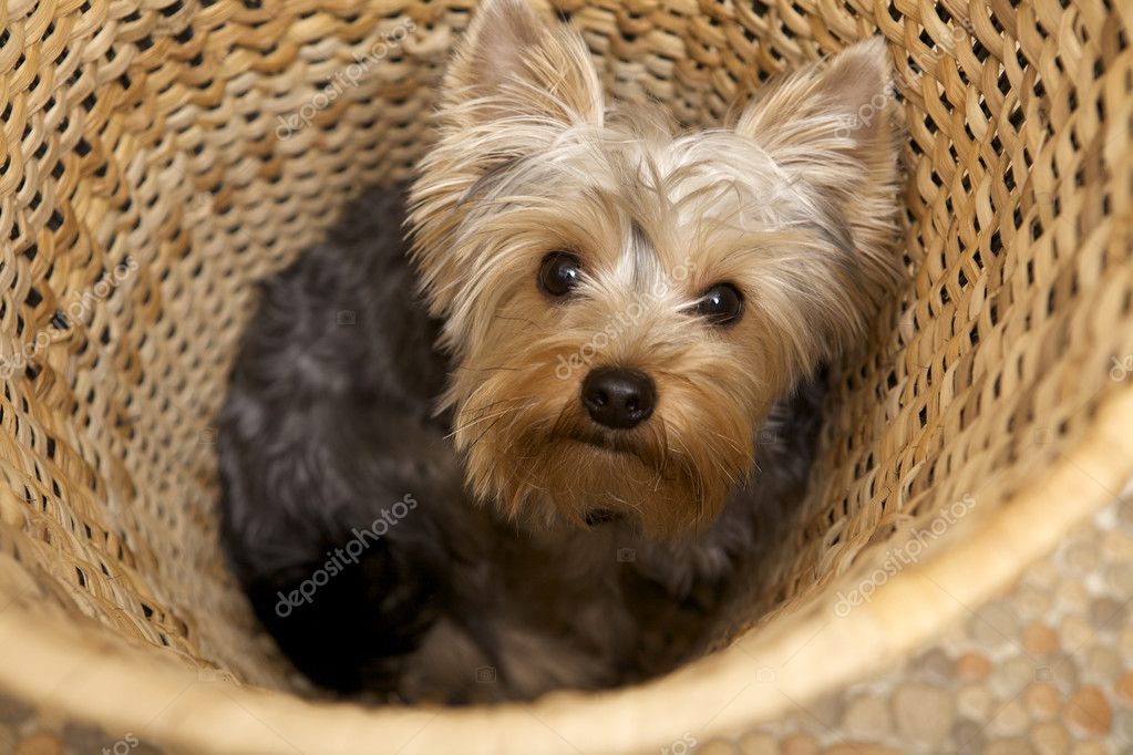 Get yorkshire terrier haircuts instructions