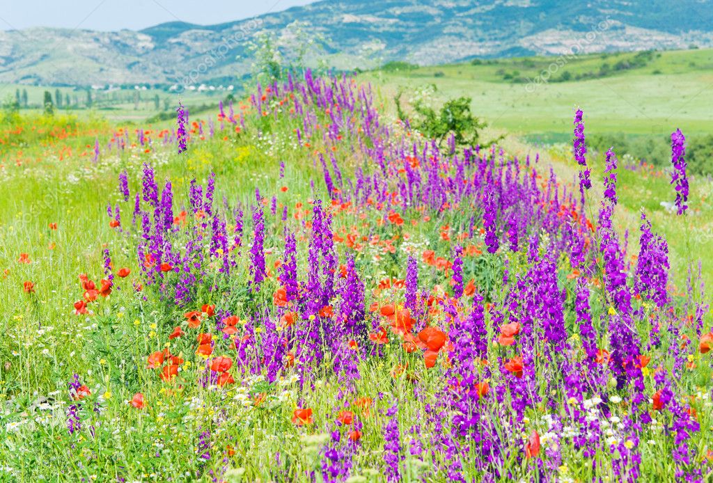 Beautiful Summer Flowers