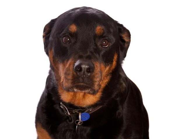 sad rottweiler