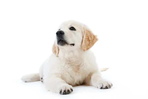 golden retriever dog house. Cute golden retriever puppy