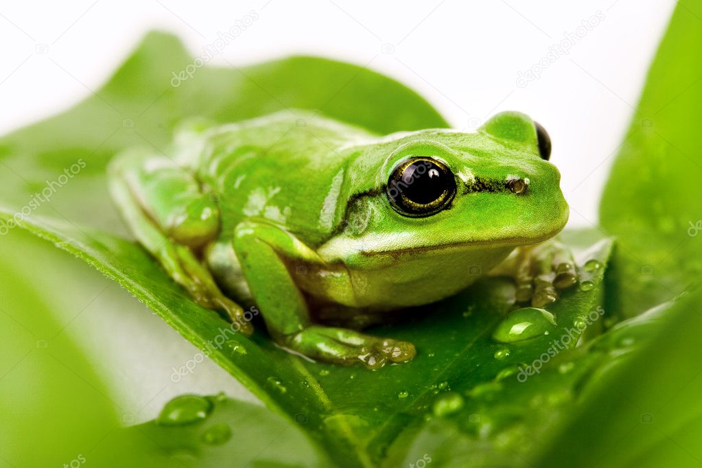 Green Tree Frog Sitting On The Twig Small Green Tree Frog Sitting On The Leaves Stock Photo