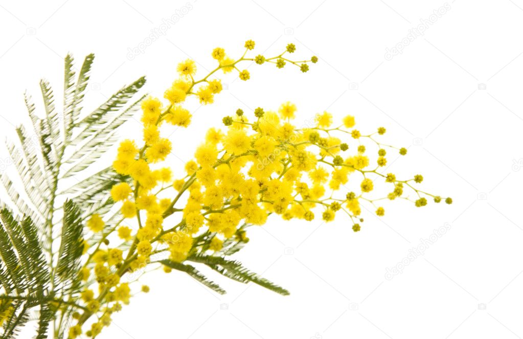 Kleine Filiale der MimosenPflanze mit runden flauschige gelbe Blumen