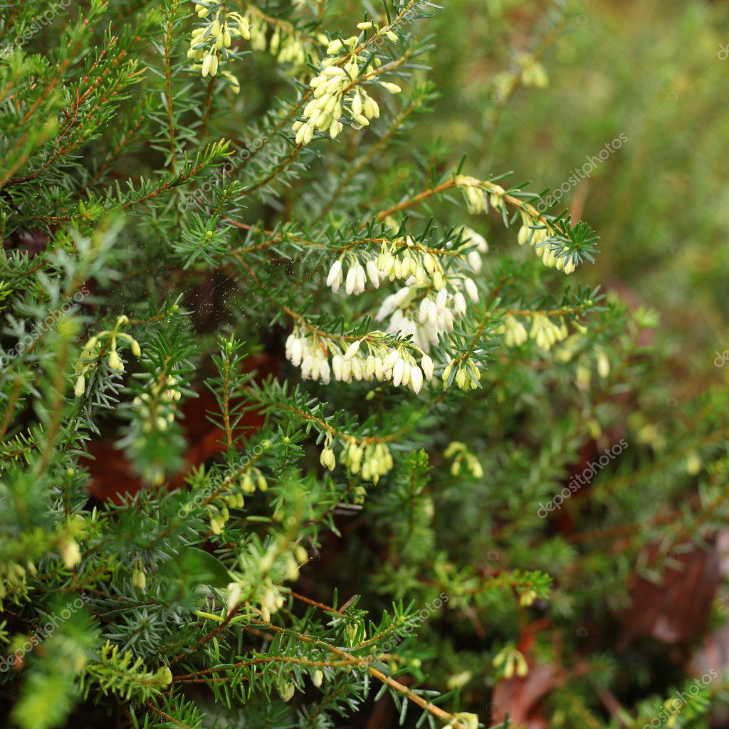 Bell Heather