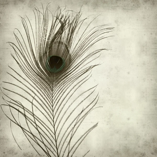 Textured old paper background with peacock feather