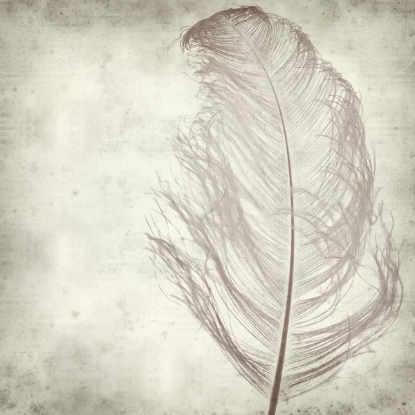 Textured old paper background with dyed ostrich feather