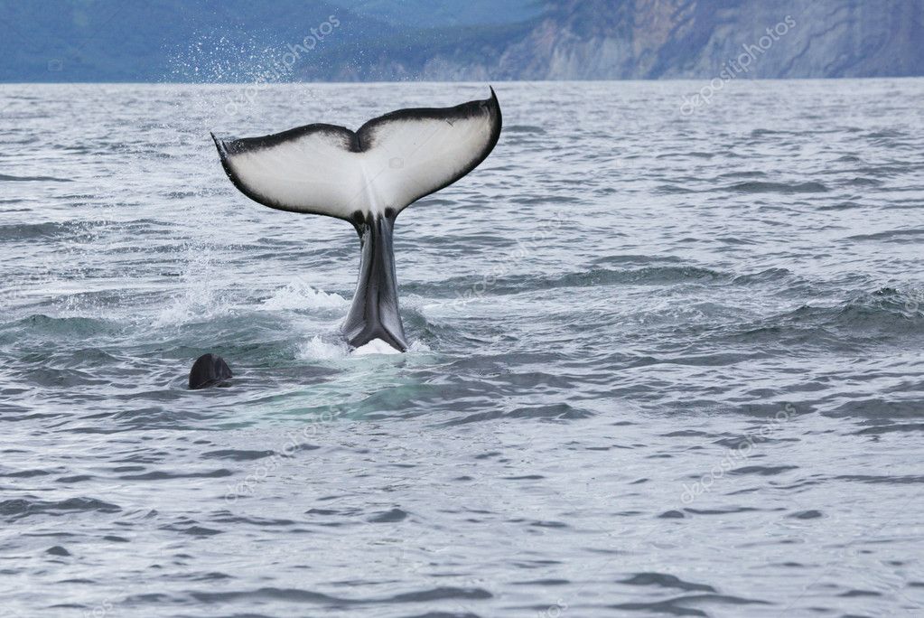 Killer Whale Tail Stock Photo Ivkovich