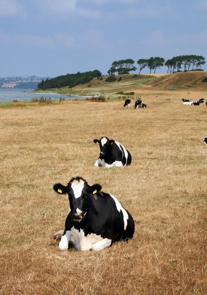 Cows field