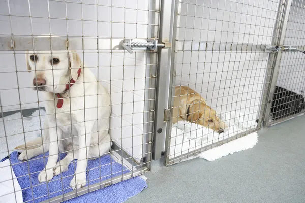 Dog Recovering In Vet\'s Kennels