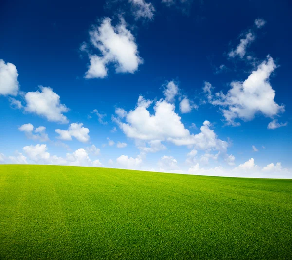 Field of grass and perfect blue sky