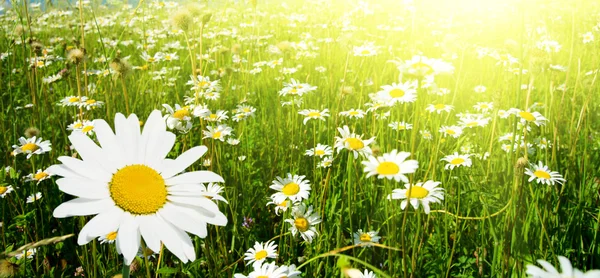 Field+of+daisies+pictures