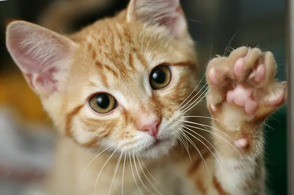 Kitten with his paw raised