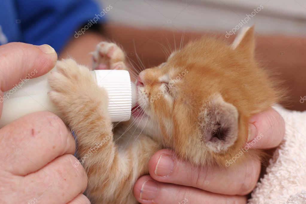 Bottle Feeding