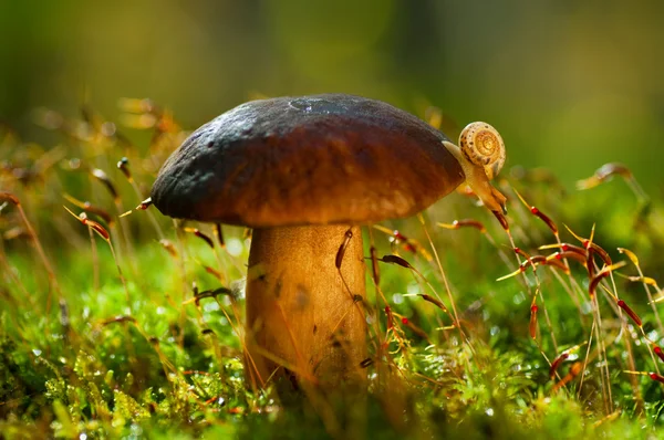 Snail on mushroom in the woods — Stock Photo #4877378