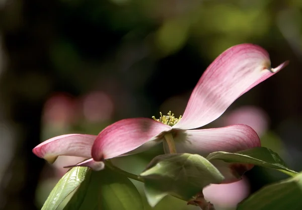 Dogwood+flower+pictures+free