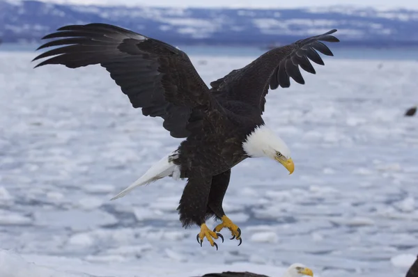 Alaskan Bald Eagle