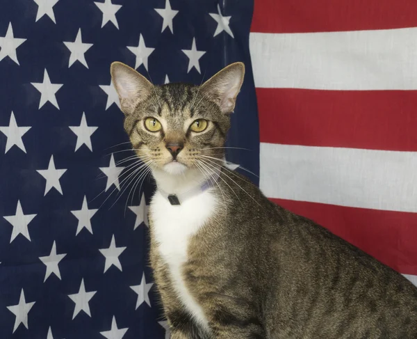 Mixed Breed American Flag Cat