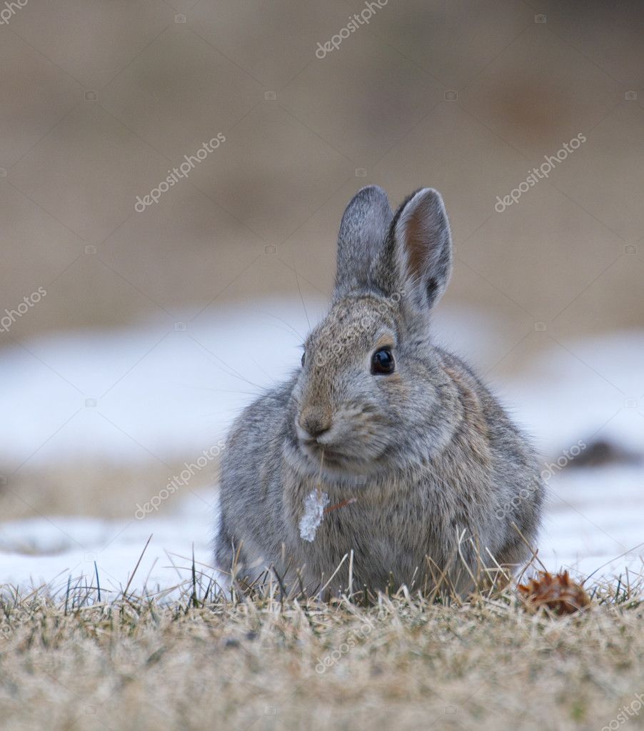 Mountain Cottontail Rabbit