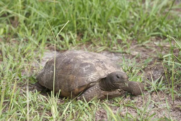 Endangered Gopher Turtle or Tortoise
