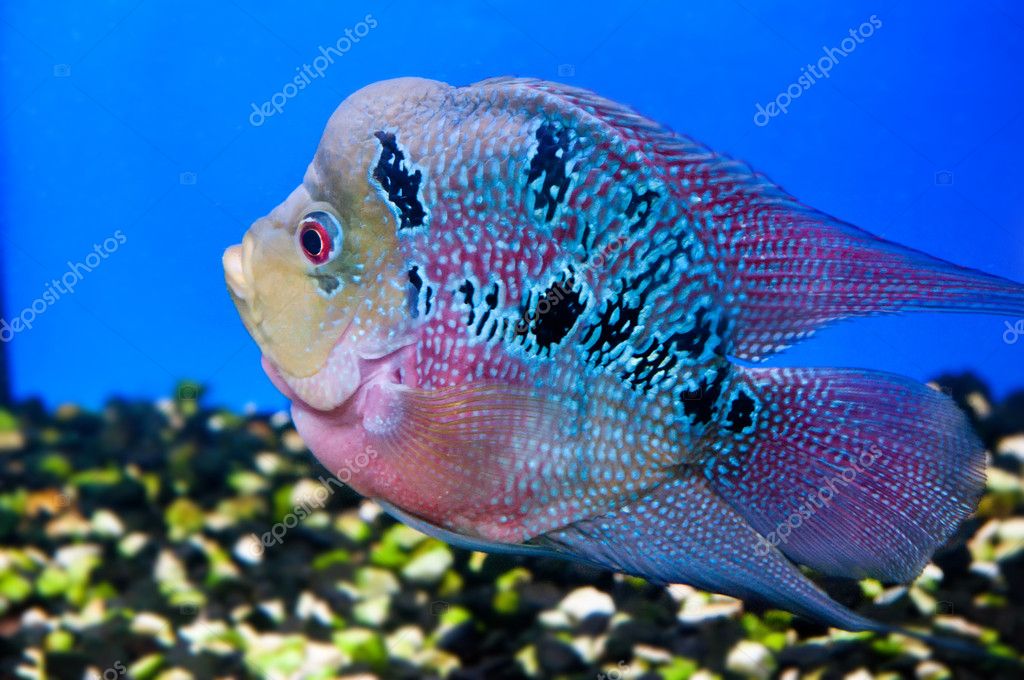 Colorful Fish Pictures