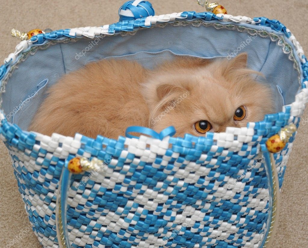 persian cat bag