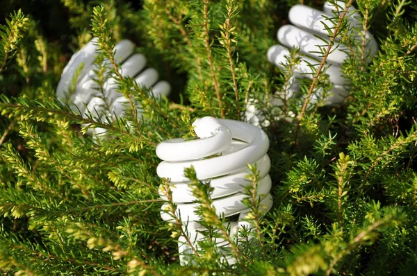 Save energy bulb pine tree background