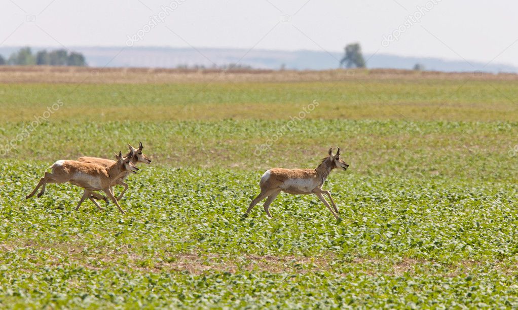 Pronghorn Antelope Running