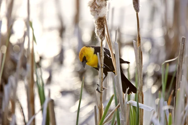 Marsh Canada