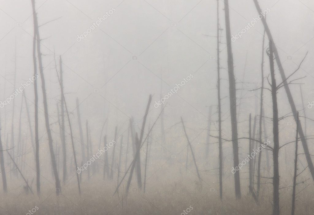 Trees In Saskatchewan