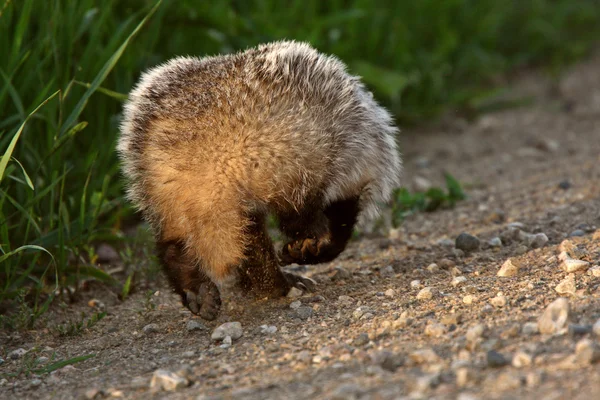 Running Badger