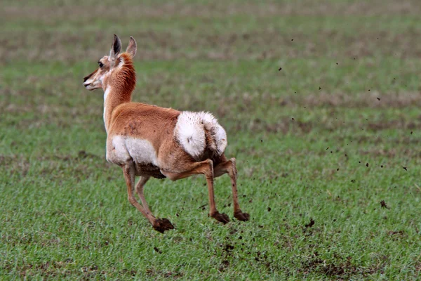 Pronghorned Antelope running through field