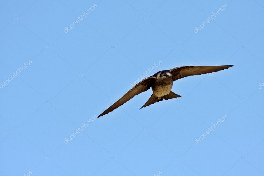 Female Purple Martin