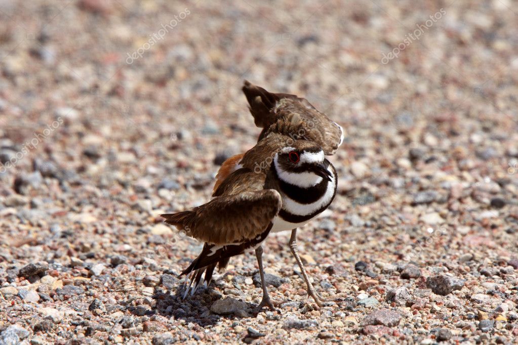 Killdeer doing its broken wing act — Stock Photo © pictureguy 4922101