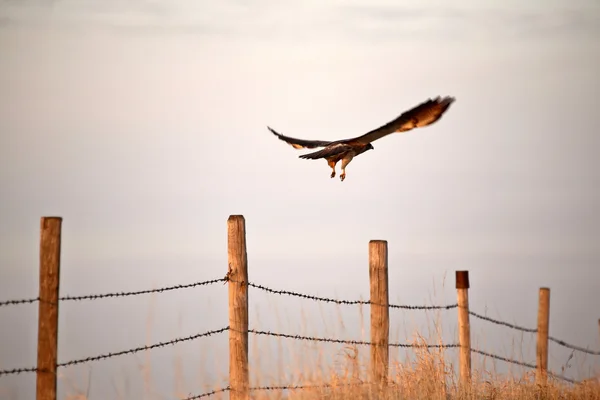 Swainson\'s Hawk taking flight from fence post