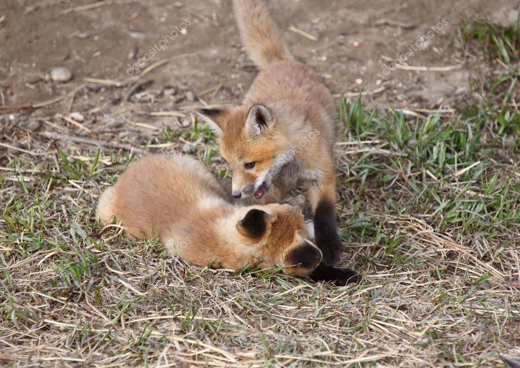 Two Red Fox pups playing outside their den — Stock Photo © pictureguy