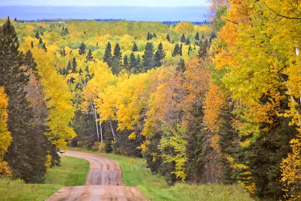 Gravel road bordered by Aspen trees in fall