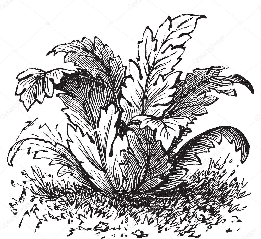 clip art acanthus leaf - photo #49