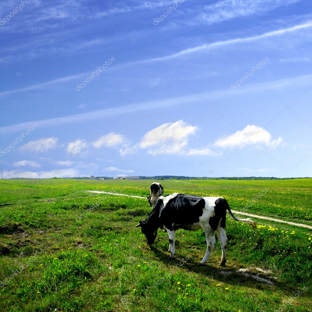 Cow Landscape