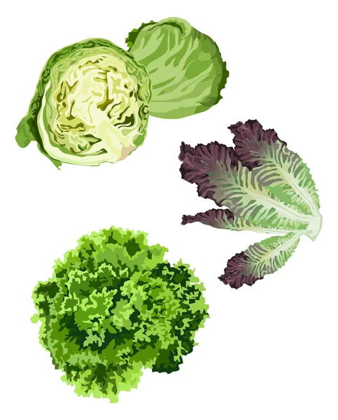 vector lettuce