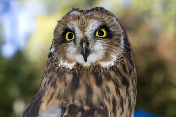 Short eared owl.