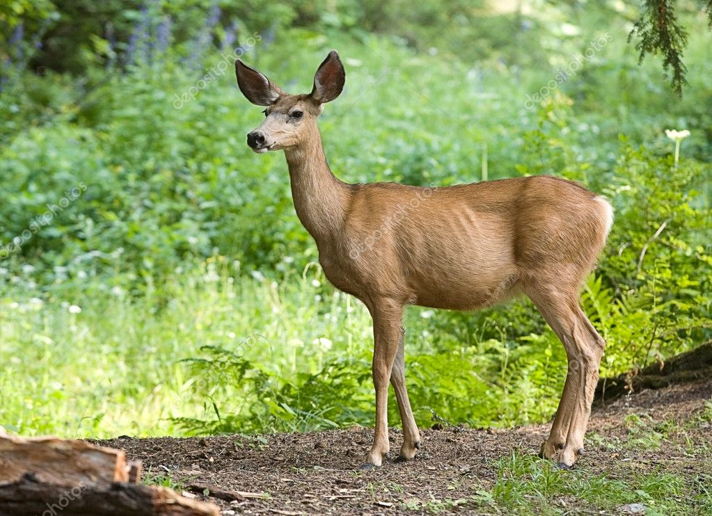 Side portrait of a deer. — Stock Photo © gjohnstonphoto 4890438