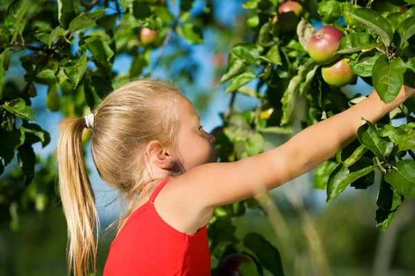 A little girl picking an apple