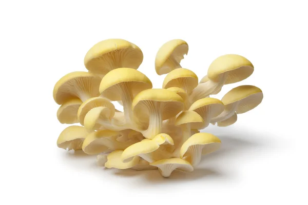 Yellow Oyster Mushrooms