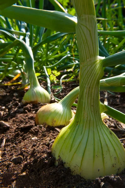 Organic growing onions.