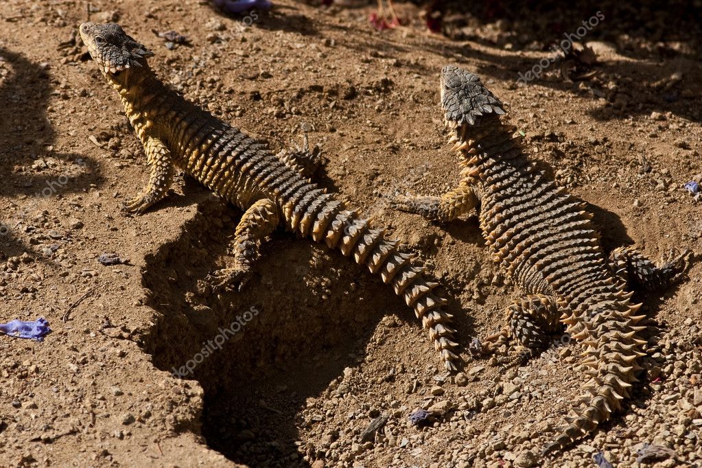 Spiked Reptiles — Stock Photo © sprokop 5136202